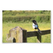 Magpie Fotodruck (Vorne)