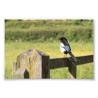 Magpie Fotodruck