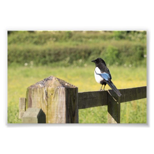 Magpie Fotodruck (Vorne)