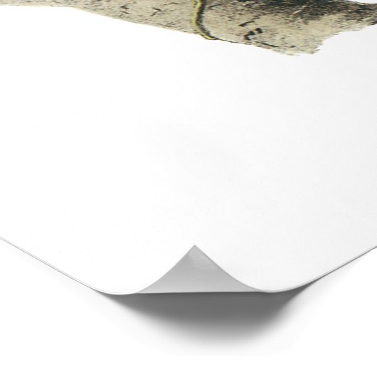 Magpie Jay, John Audubon Poster (Ecke)