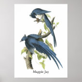 Magpie Jay, John Audubon Poster (Vorne)