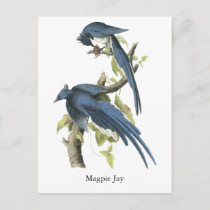 Magpie Jay, John Audubon Postkarte