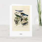 Magpie Jay & Nutcracker Audubon Birds of America Karte (Rückseite)