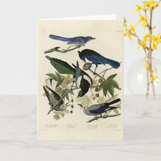 Magpie Jay & Nutcracker Audubon Birds of America Karte (Gelbe Blume)