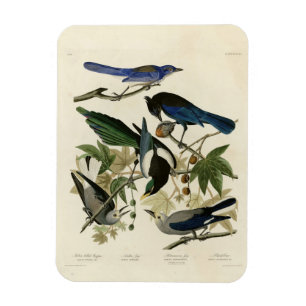 Magpie Jay & Nutcracker Audubon Birds of America Magnet