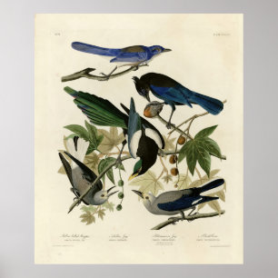 Magpie Jay & Nutcracker Audubon Birds of America Poster