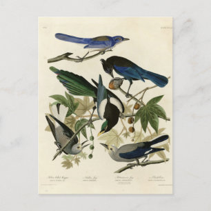 Magpie Jay & Nutcracker Audubon Birds of America  Postkarte