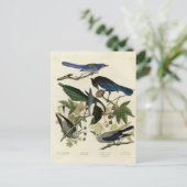 Magpie Jay & Nutcracker Audubon Birds of America Postkarte (Stehend Vorderseite)