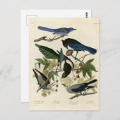 Magpie Jay & Nutcracker Audubon Birds of America Postkarte (Vorne/Hinten)