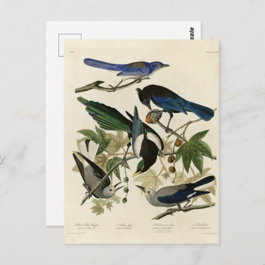 Magpie Jay & Nutcracker Audubon Birds of America Postkarte (Vorne/Hinten)