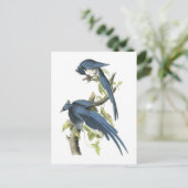 Magpie Jay von Audubon Postkarte (Stehend Vorderseite)