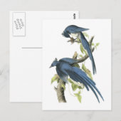 Magpie Jay von Audubon Postkarte (Vorne/Hinten)