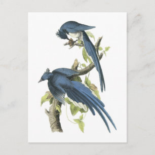 Magpie Jay von Audubon Postkarte