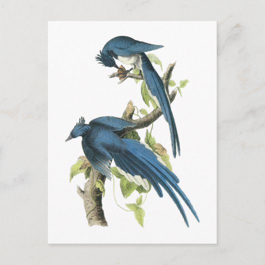 Magpie Jay von Audubon Postkarte (Vorderseite)