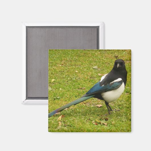 Magpie Magnet (Vorderseite/Rückseite)