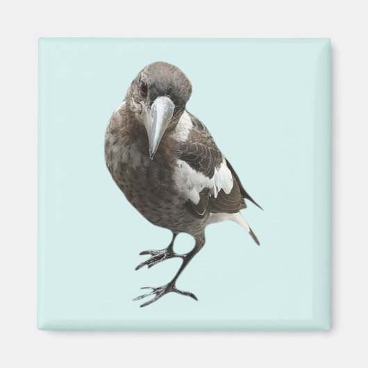 Magpie Magnet (Vorne)