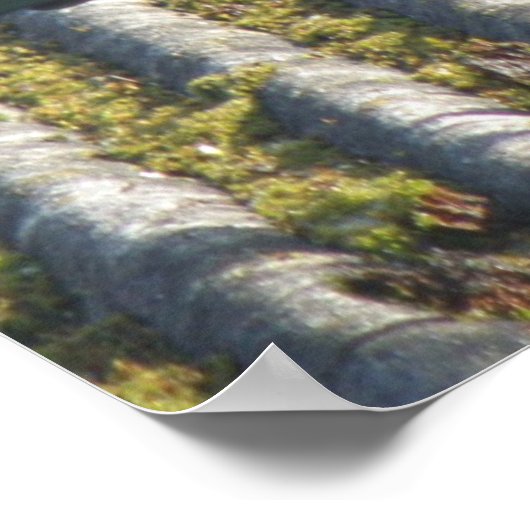 Magpie mit beattem Auge Print Poster (Ecke)