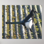 Magpie mit beattem Auge Print Poster (Vorne)