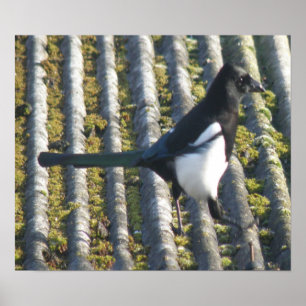 Magpie mit beattem Auge Print Poster