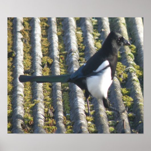 Magpie mit beattem Auge Print Poster (Vorne)