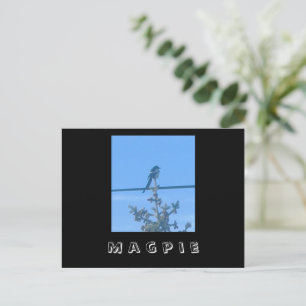 Magpie Nature Postcard Postkarte