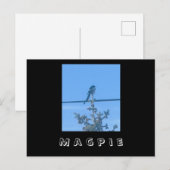 Magpie Nature Postcard Postkarte (Vorne/Hinten)