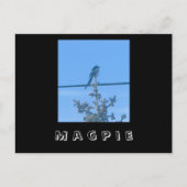 Magpie Nature Postcard Postkarte (Vorderseite)