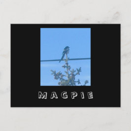 Magpie Nature Postcard Postkarte