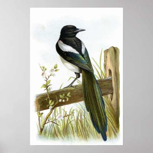 Magpie Poster (Vorne)