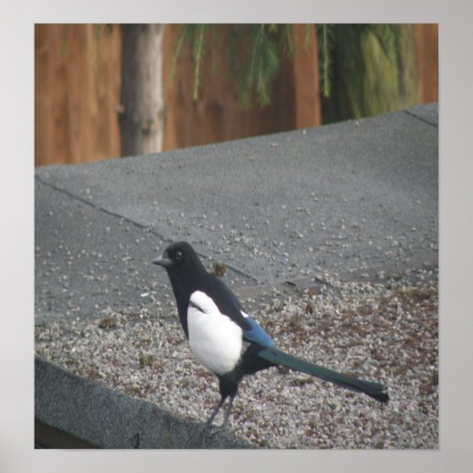 Magpie Poster (Vorne)
