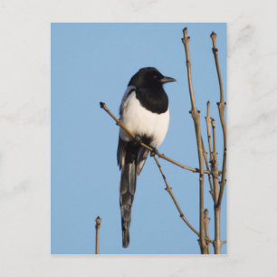 Magpie Postkarte