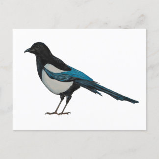 Magpie Postkarte