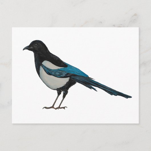Magpie Postkarte (Vorderseite)