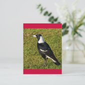 Magpie Postkarte (Stehend Vorderseite)