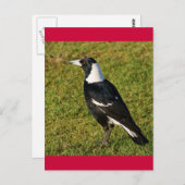 Magpie Postkarte (Vorne/Hinten)