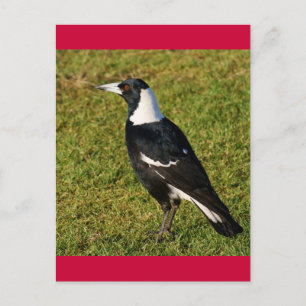 Magpie Postkarte