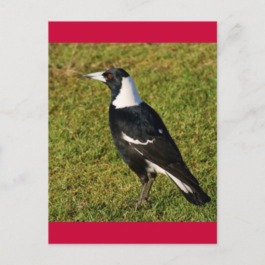 Magpie Postkarte (Vorderseite)