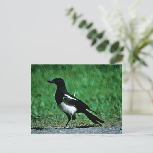 Magpie Postkarte (Stehend Vorderseite)