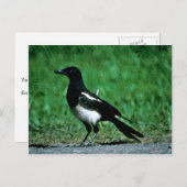 Magpie Postkarte (Vorne/Hinten)