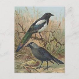 Magpie und Jackdaw Vintag Bird Illustration Postkarte