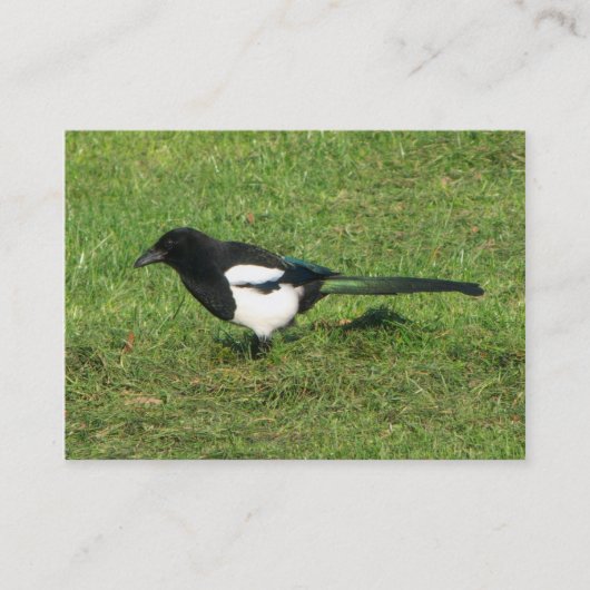 Magpie Visitenkarte (Vorderseite)
