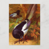 Magpies, Gemälde von Archibald Thorburn, Postkarte (Vorderseite)