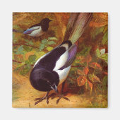 Magpies Magnet (Vorne)