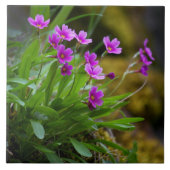 Maguire Primrose Wildblumen-Foto © Sandy Long Fliese (Vorderseite)
