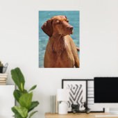 Magyar Vizsla Dog Poster (Heimbüro)