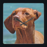 Magyar Vizsla Hund Quadratische Wanduhr<br><div class="desc">Magyar Vizsla Hund</div>