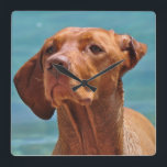 Magyar Vizsla Hund Quadratische Wanduhr<br><div class="desc">Magyar Vizsla Hund</div>