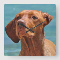 Magyar Vizsla Hund