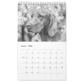 Magyar Vizsla Hunde Kalender black & white (Mär 2026)