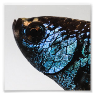 Mahachai Betta Fische Fotodruck